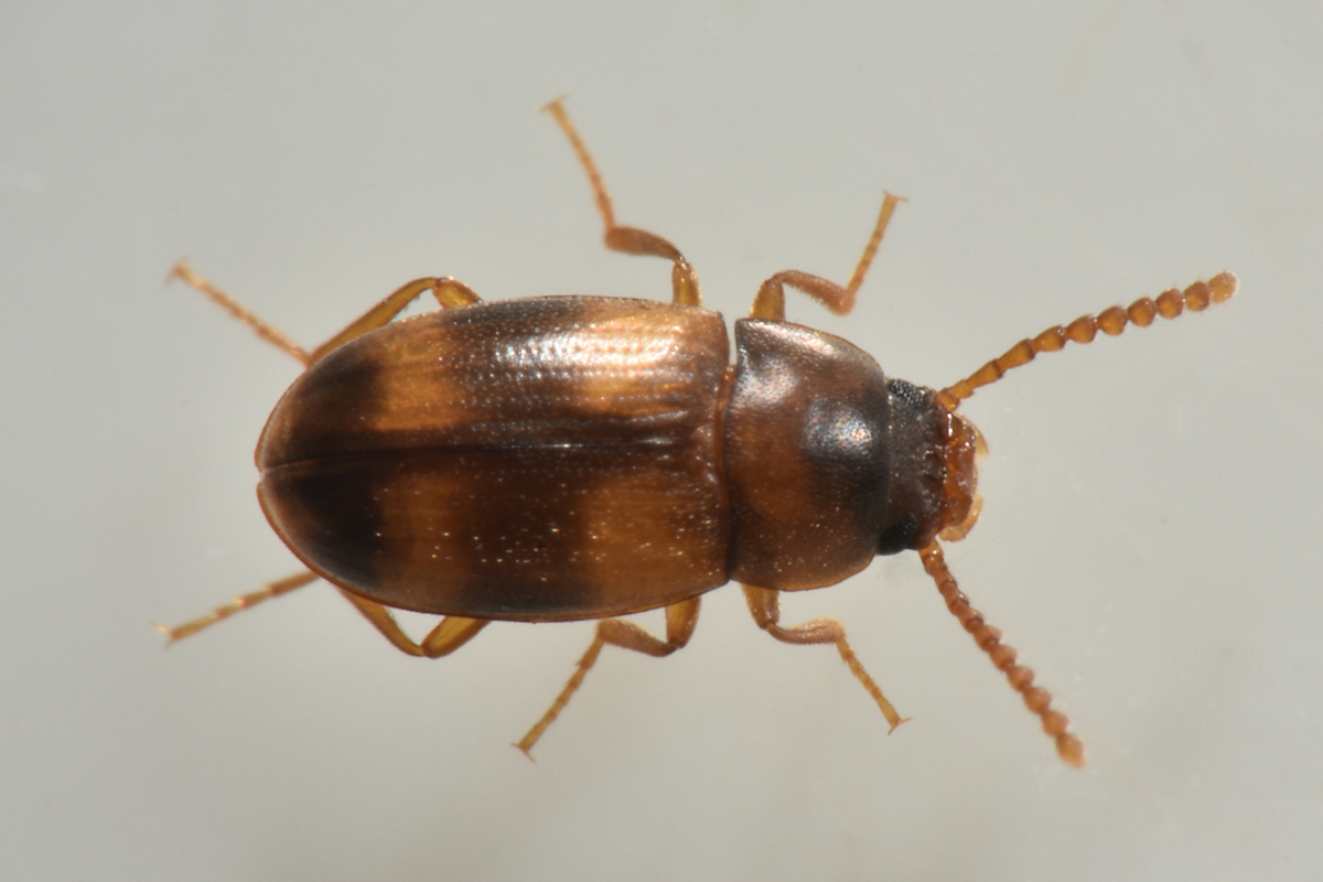 Tenebrionidae: Alphitophagus bifasciatus? S.